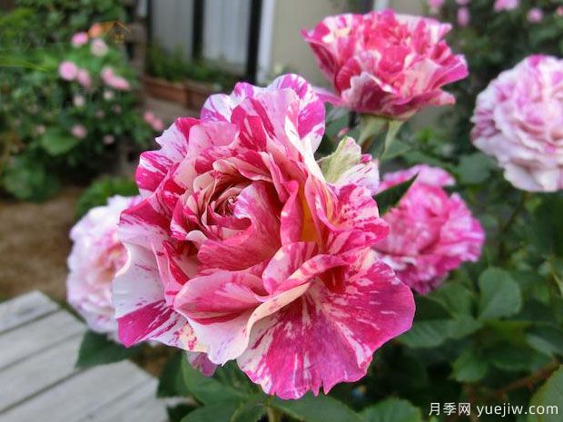 苹果挞月季(图2) 苹果挞月季(图2)