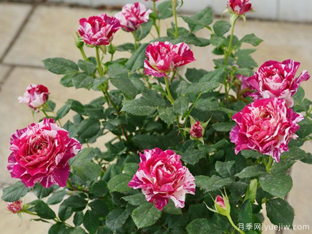 苹果挞月季(图3) 苹果挞月季(图3)