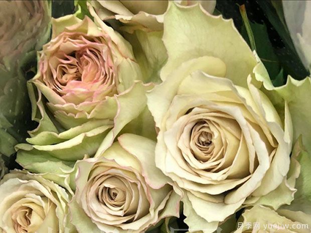 文学月季(图1) 文学月季(图1)