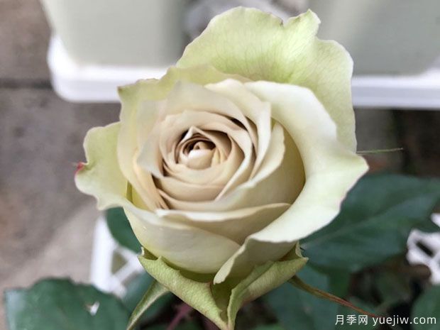 文学月季(图2) 文学月季(图2)