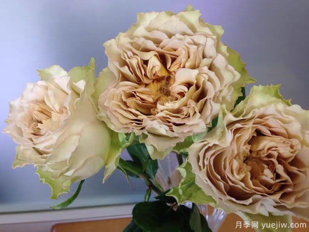 文学月季(图3) 文学月季(图3)