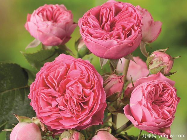 糖果洛可可月季(图1) 糖果洛可可月季(图1)