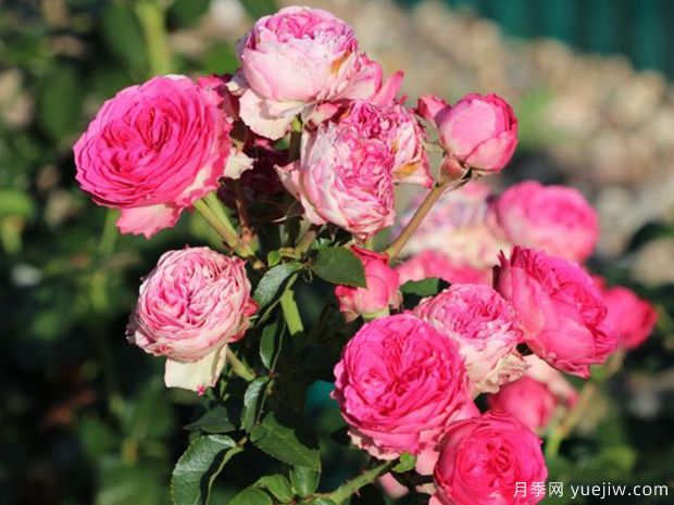 糖果洛可可月季(图2) 糖果洛可可月季(图2)