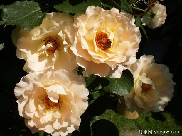 洛可可月季(图3)