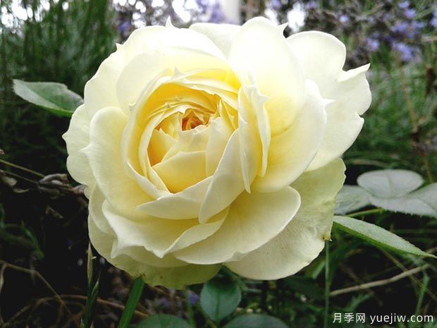 柠檬洛可可月季(图1) 柠檬洛可可月季(图1)