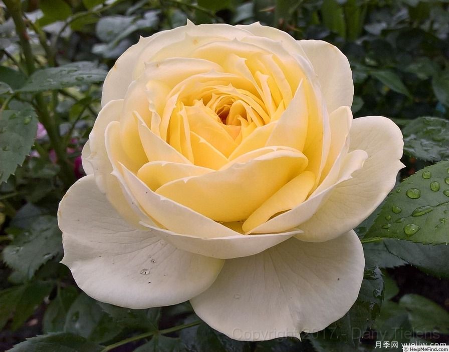 柠檬洛可可月季(图2) 柠檬洛可可月季(图2)