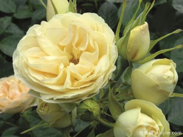 香槟洛可可月季(图1) 香槟洛可可月季(图1)