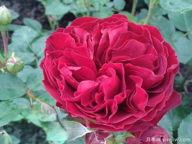 情色洛可可月季(图1) 情色洛可可月季(图1)