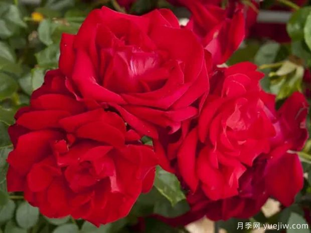 都柏林海湾月季(图1) 都柏林海湾月季(图2)