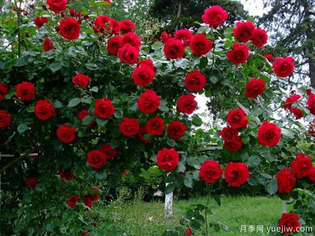 都柏林海湾月季(图2) 都柏林海湾月季(图3)