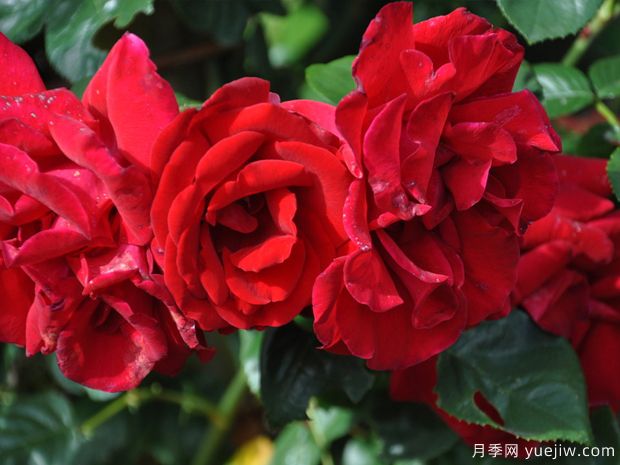 都柏林海湾月季(图1) 都柏林海湾月季(图1)