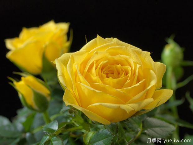 玉米宝石月季(图1) 玉米宝石月季(图1)