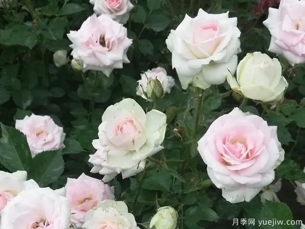 可爱冰淇淋月季(图1) 可爱冰淇淋月季/可爱冰激淋(图2)