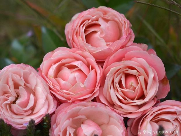 娇媚昂热城堡月季(图1) 娇媚昂热城堡月季(图1)