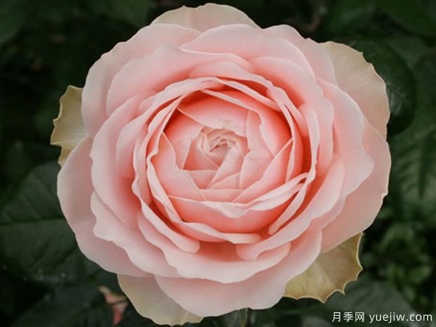 娇媚昂热城堡月季(图2) 娇媚昂热城堡月季(图2)