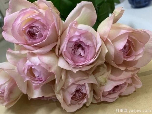 与你同在月季(图1) 与你同在月季(图1)