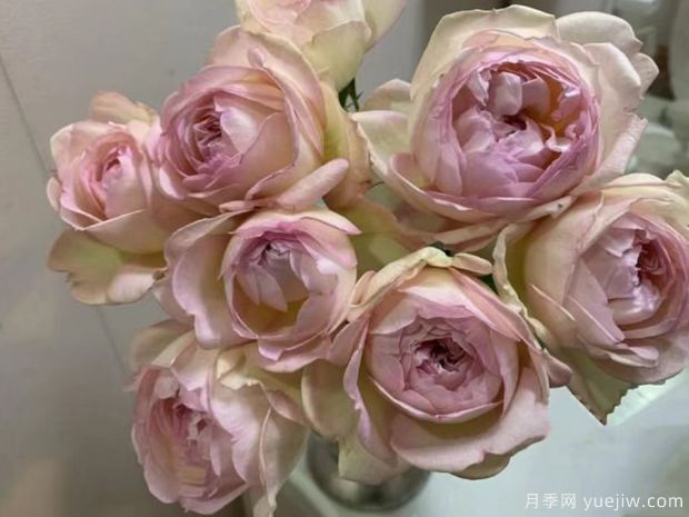 与你同在月季(图2) 与你同在月季(图2)