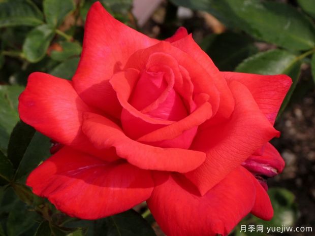 多莉帕顿月季/吉卜赛月季(图1) 多莉帕顿月季/吉卜赛月季(图1)