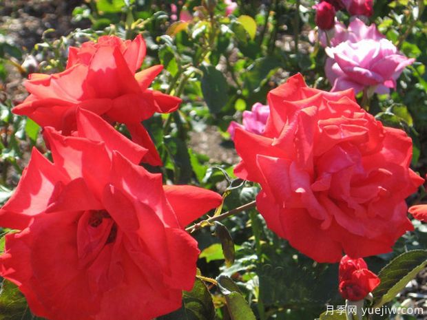 多莉帕顿月季/吉卜赛月季(图2) 多莉帕顿月季/吉卜赛月季(图2)