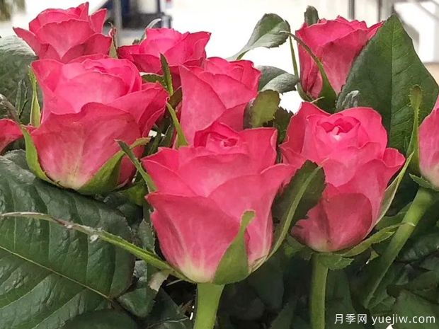 初心月季(切花)(图1) 初心月季(切花)(图1)