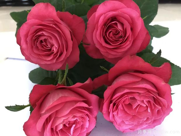 初心月季(切花)(图2) 初心月季(切花)(图2)