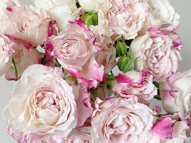 贝拉琳达仙女月季(图1) 贝拉琳达仙女月季/仙女琳达月季(图3)