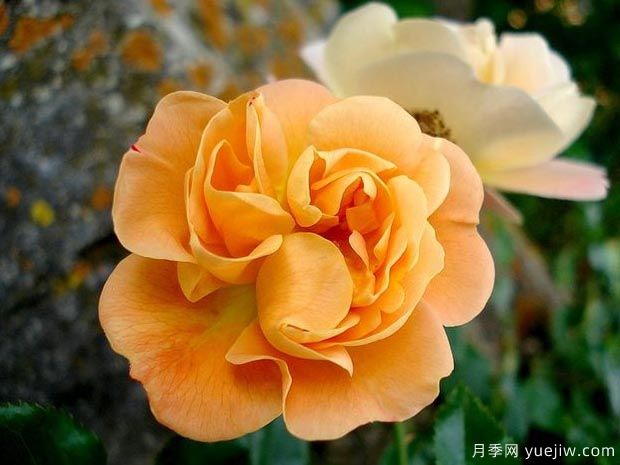 琥珀地毯月季/赛达纳地毯(图3)