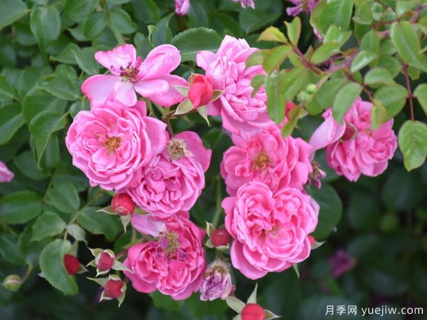美杜莎地毯月季(图3) 美杜莎地毯月季(图3)