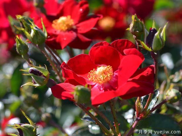 阿尔坎塔拉地毯月季(图1) 阿尔坎塔拉地毯月季(图1)