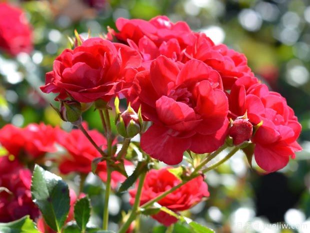 巴楼地毯月季(图1) 巴楼地毯月季(图1)