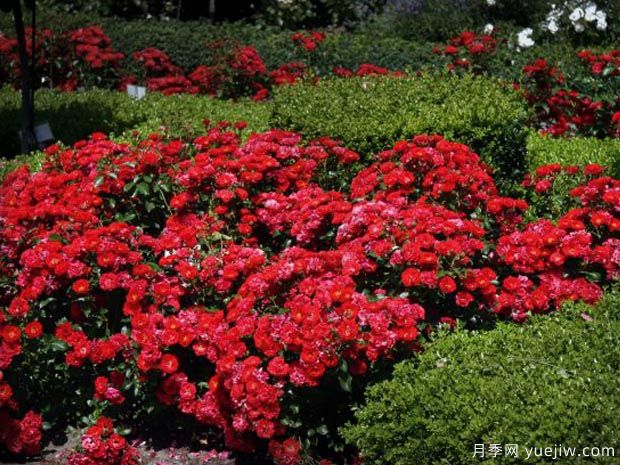 巴楼地毯月季(图2) 巴楼地毯月季(图2)