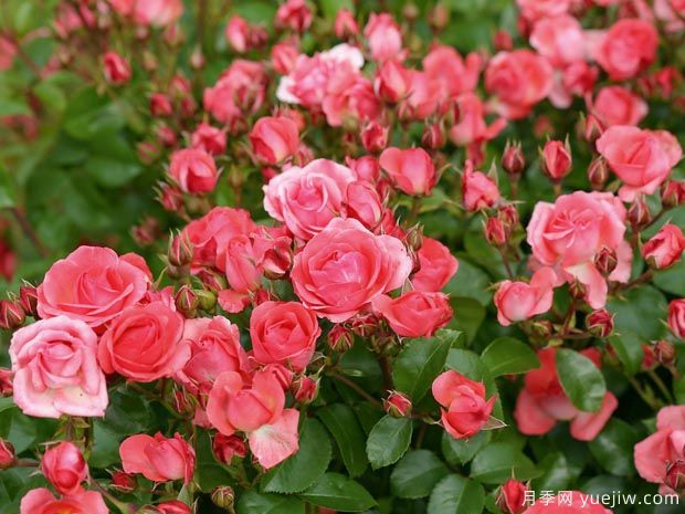 光线地毯月季(图1) 光线地毯月季(图1)