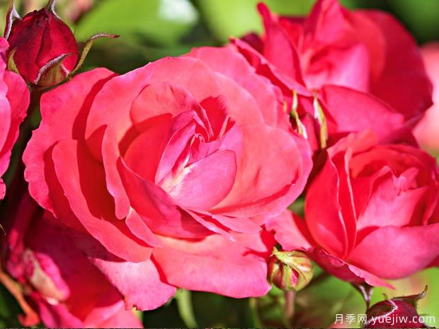 光线地毯月季(图2) 光线地毯月季(图2)