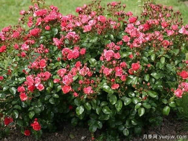 光线地毯月季(图3) 光线地毯月季(图3)