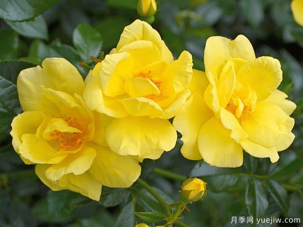 洛雷多地毯月季(图1) 洛雷多地毯月季(图1)