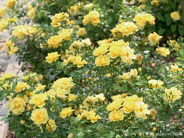 洛雷多地毯月季(图2) 洛雷多地毯月季(图2)