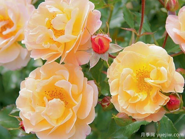 琥珀地毯月季/赛达纳地毯(图1)