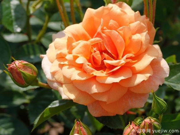 地平线月季(丹陶)(图1) 地平线月季(丹陶)(图1)