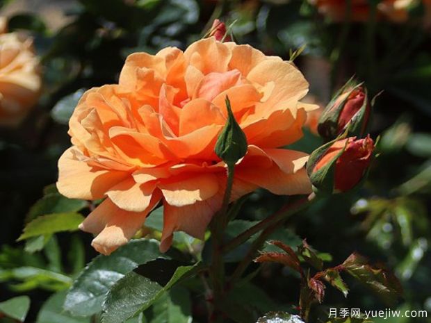 地平线月季(丹陶)(图2) 地平线月季(丹陶)(图2)