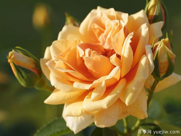 地平线月季(丹陶)(图3) 地平线月季(丹陶)(图3)