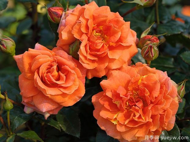 纳兰加月季/橘子树月季(图1)