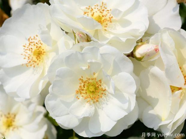 白色地毯月季/雪花地毯(图1)