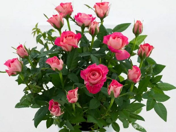 名声柯德娜月季(图1) 名声柯德娜月季(图1)