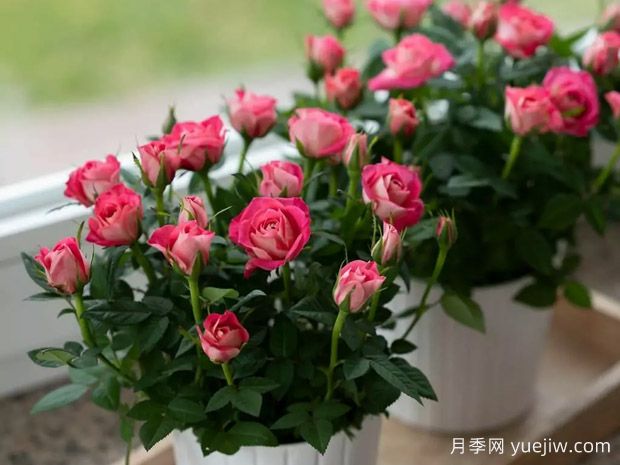 名声柯德娜月季(图2) 名声柯德娜月季(图2)