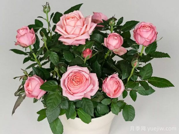 阿黛尔柯德娜月季(图1) 阿黛尔柯德娜月季(图1)