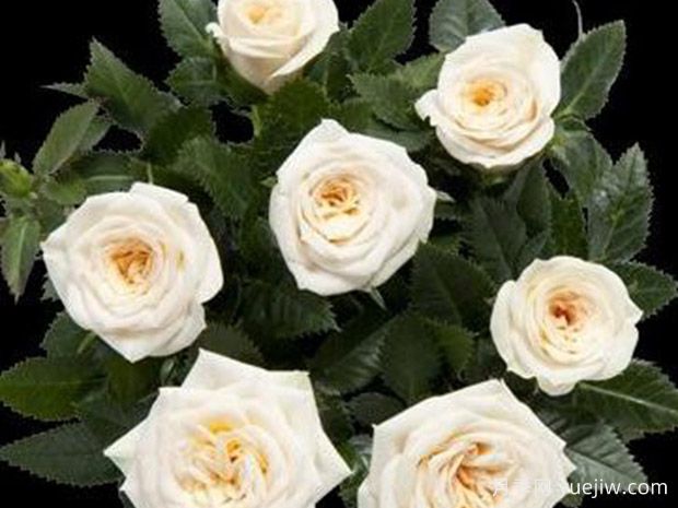 美狄亚柯德娜月季(图1) 美狄亚柯德娜月季/美狄亚科德娜(图1)