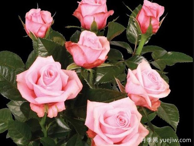 莉蒂亚柯德娜月季/莉蒂亚科德娜(图1)