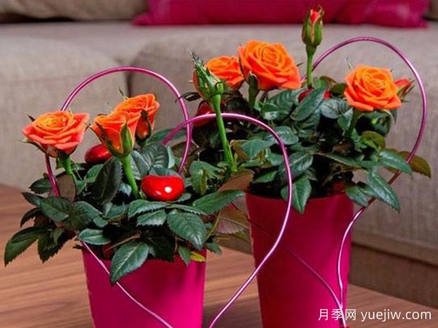 房车柯德娜月季/房车科德娜(图1)