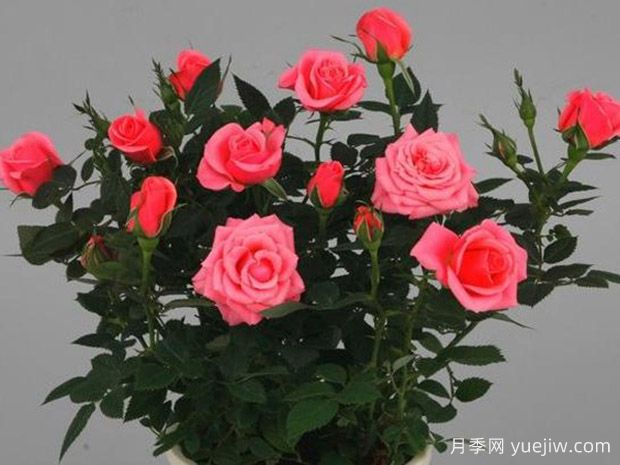 调情柯德娜月季/调情科德娜(图1)