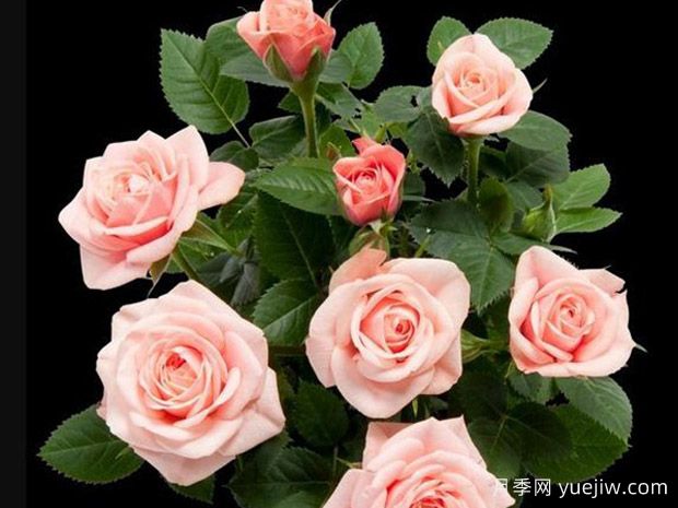 朱丽叶柯德娜月季(图1) 朱丽叶柯德娜月季/朱丽叶科德娜(图1)